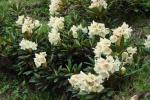 nashy7 rododendrony.jpg